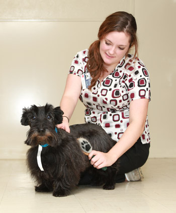 pet services in norman, ok